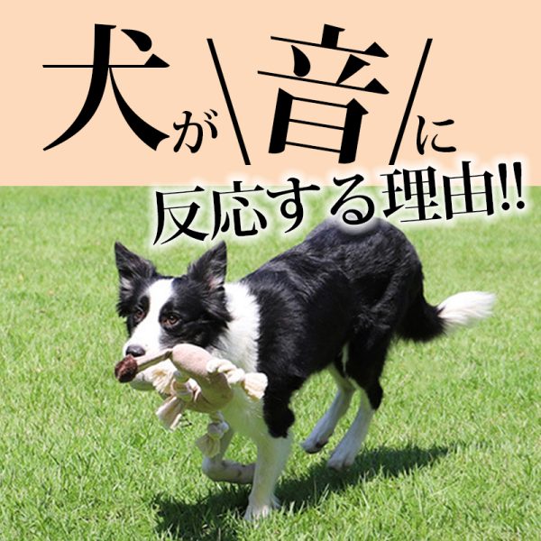 犬が音に反応する理由