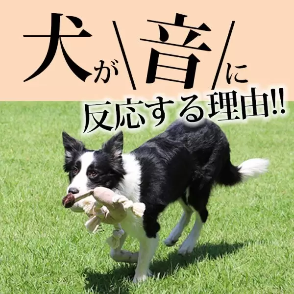 犬が音に反応する理由