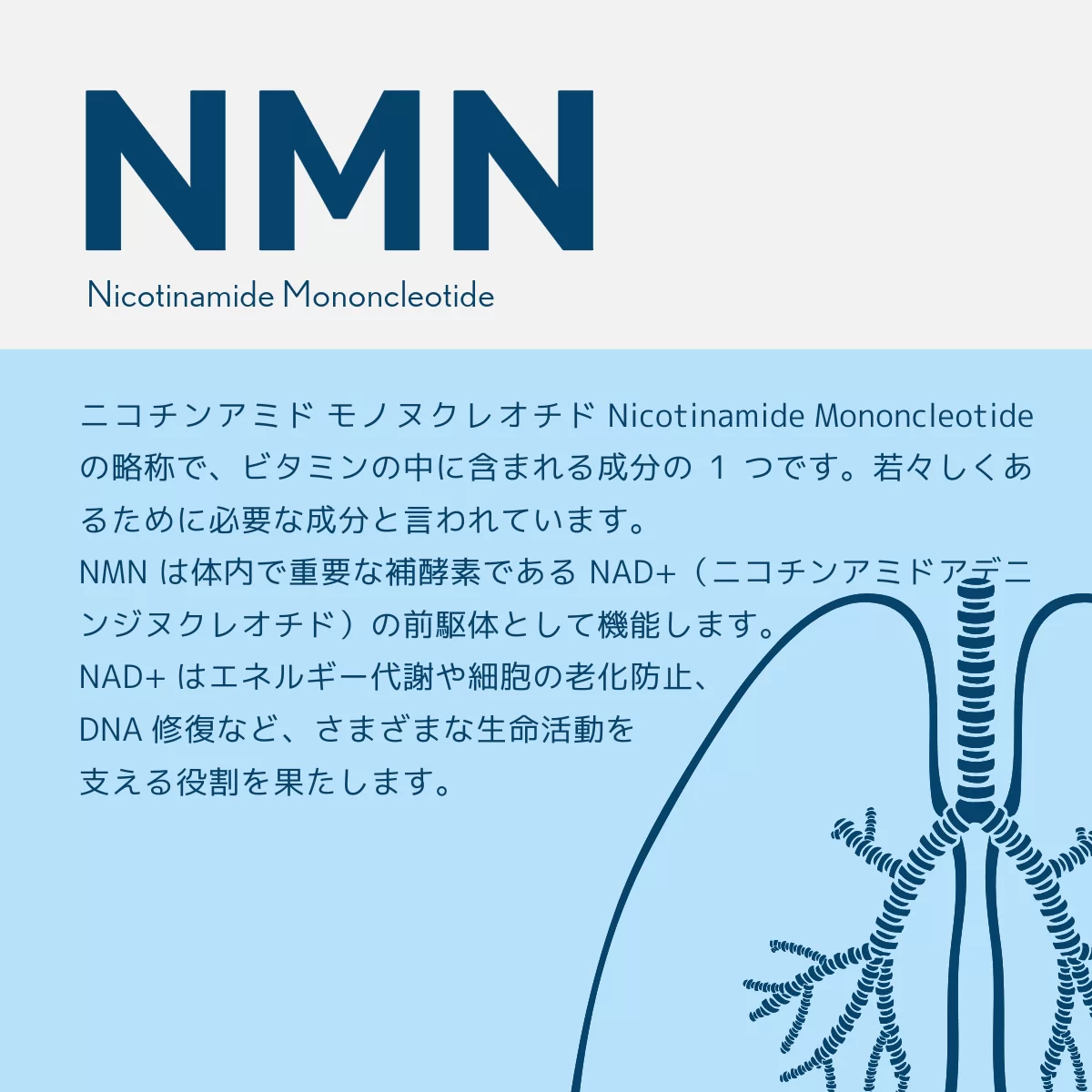 年齢を重ねても今もてます 美と健康の新革命 PrimeNMN15000